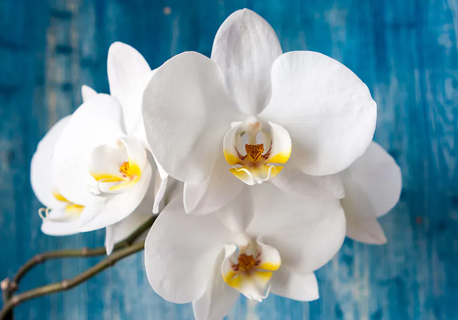 Orchid Flower